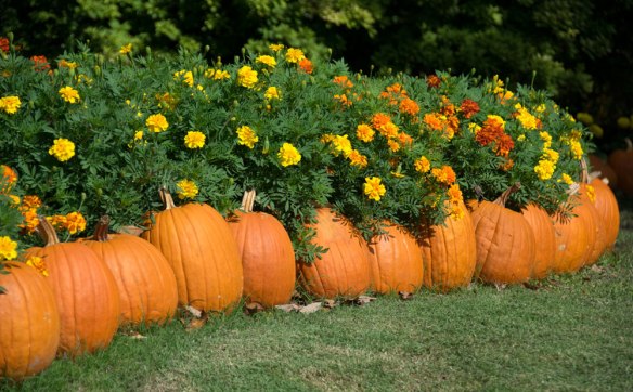 Fall_PumpkinPath
